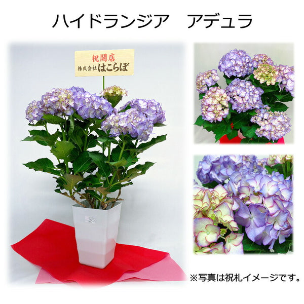 季節の鉢植え 鉢花 観葉植物 御祝 お誕生日 開店 開所 周年 記念 成人 定年 退職 還暦 祝札 メッセージカード付 花 観葉植物 Pt Leaf