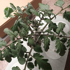tomato plant from seed to flowers in 1 month