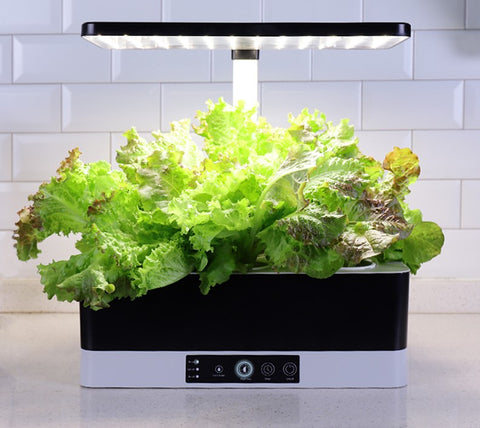 Grow hydroponic lettuce indoors in a Garden Gizmo. Grow lettuce in pots. Grow lettuce indoors in pots.