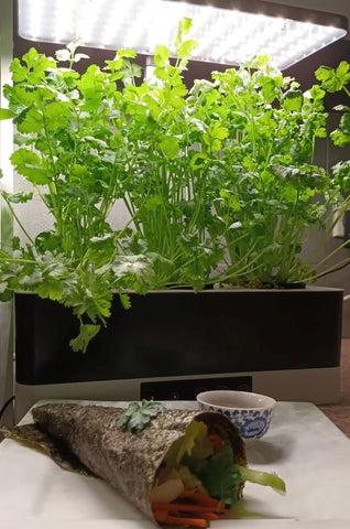 Growing Coriander Hydroponically - hint and tips for success