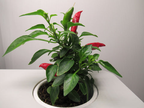 Growing hydroponic chillis indoors in a Garden Gizmo