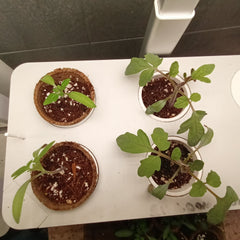 Day 15 compare the size of the plants grown using hydroponics versus traditional methods
