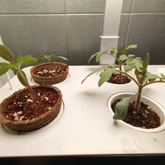 Day 15 compare the size of the plants grown using hydroponics versus traditional methods