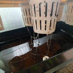 Day 15 compare the size of the root of the plants grown using hydroponics versus traditional methods