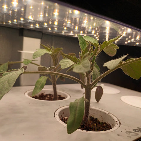 Day 17 tomato plants looking strong and healthy and nearly touching the light