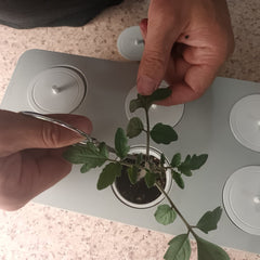 day 18 pruning the tomato plant leaves