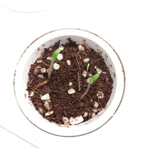 Tomato seeds have germinated in the Garden Gizmo