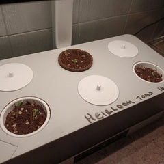 Tomato seeds have germinated in the Garden Gizmo
