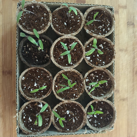 Day 8 so many tomato seedlings have germinated and will be gifted to friends and family