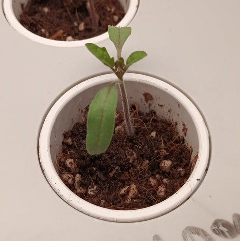 Day 9 second set of tomato leaves 