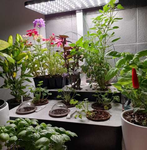 Grow indoors chillis herbs plants flowers eat healthy pots hydroponics