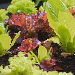 Loose Leaf Lettuce Seeds are a mix of lettuce seeds and are perfect for growing in your Garden Gizmo