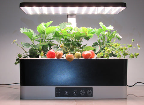 Grow hydroponic strawberries indoors in a Garden Gizmo