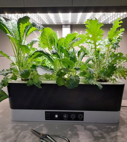 Grow hydroponic kale indoors in a Garden Gizmo