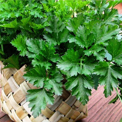 Italian Parsley hydroponics herbs pots indoors Garden Gizmo