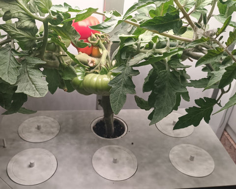 Grow tomatoes indoors hydroponics heirloom Garden Gizmo