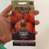 Australian heirloom tomatoes ready to be planted. Bonsai hydroponic tomato plant.