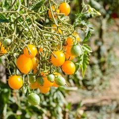 Gold Nugget tomatoes grow abundantly indoors in your Garden Gizmo