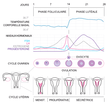 phase du cycle menstruel