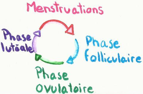 4 phases du cycle menstruel