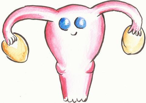 système reproducteur utérus