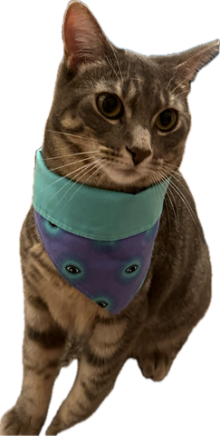 Cat in purple eyes bandana