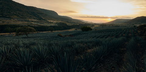 Landscape view of Jalisco, Mexico, where the agaves used in additive-free tequila grow