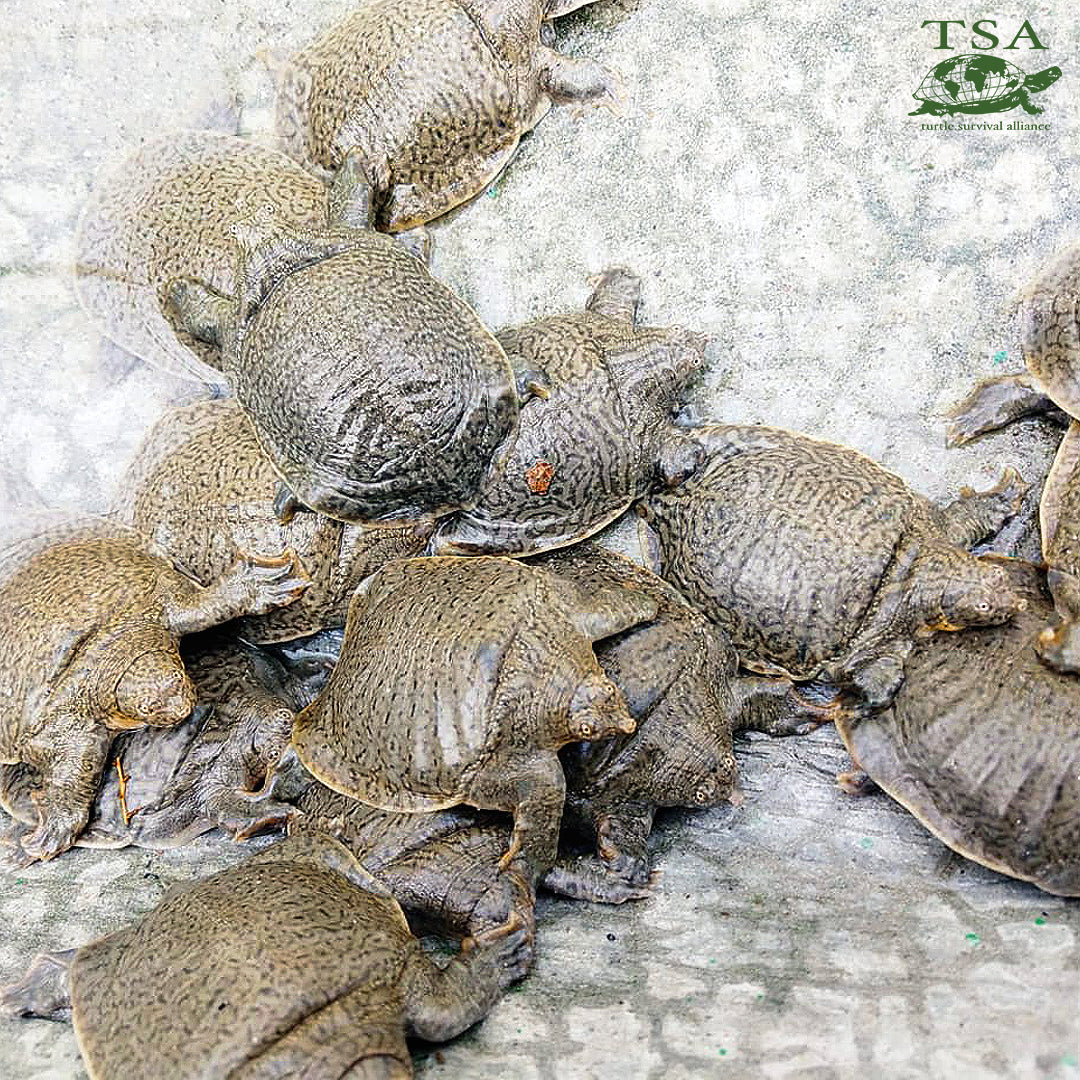 Indian Narrow Headed Softshell Turtles Hatch In Lucknow Turtle Survival Alliance 