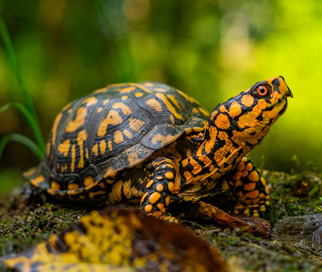 south-carolina-bill-aims-to-protect-the-state-s-turtles-other-reptile