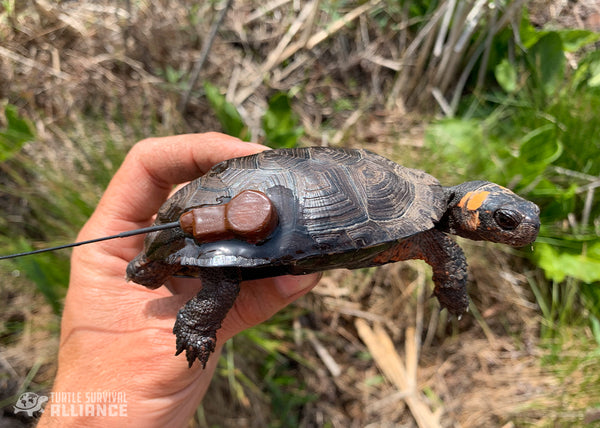 A Bog Turtle displaying a newly outfitted radio transmitter. Photo Credit: Colin Osborn