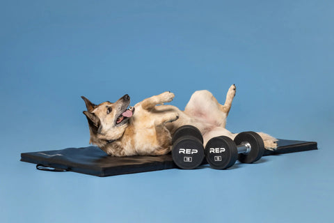 A dog lying on a yoga mat