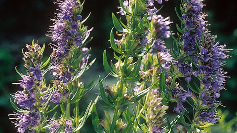 Benefits of Hyssop