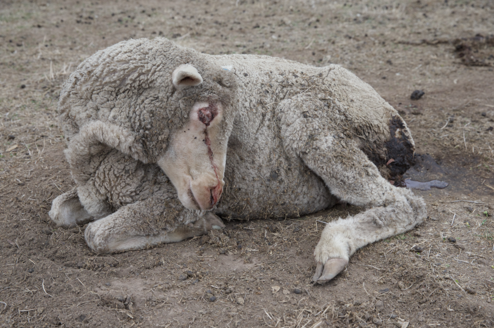 A dying sheep that was used in the wool industry