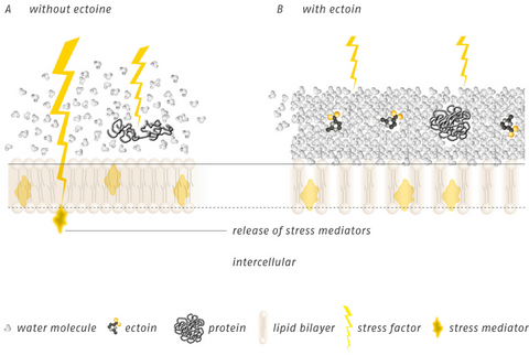 Ectoin mode of action, without Ectoin, With Ectoin, release of stress mediators inter cellular, water molecule, protein, lipid bilayer, stress factor, stress mediator 