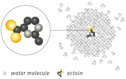 Ectoin molecule and water molecules