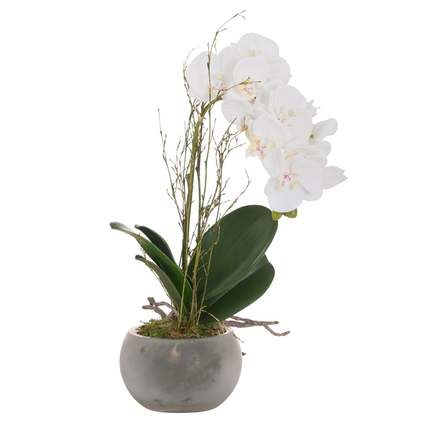 Small Glass Potted Orchid With Roots