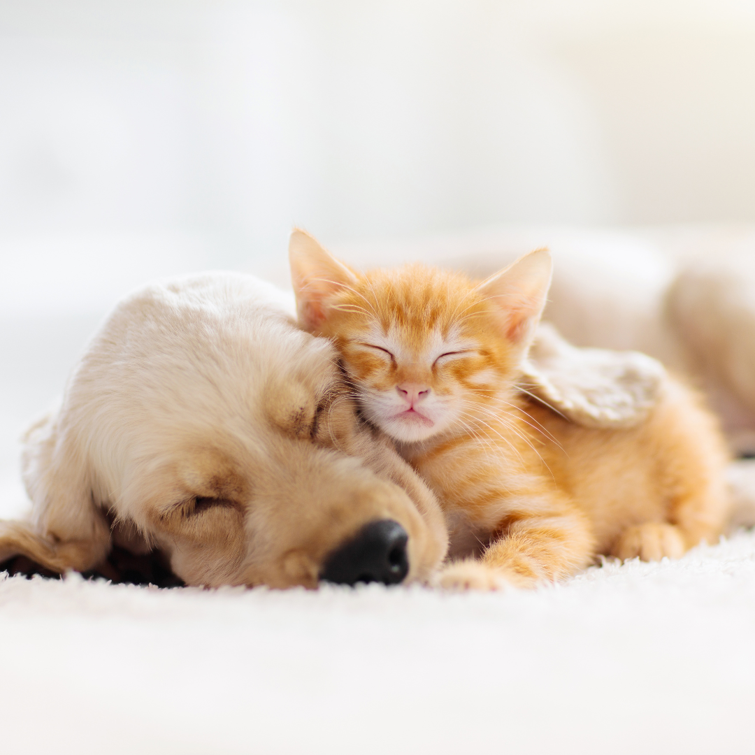 puppy and kitten sleeping on a fluffy white rug 