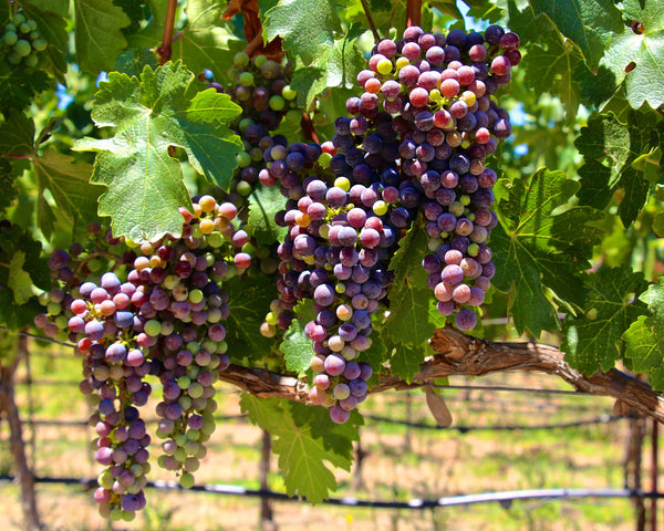 guía de vinos