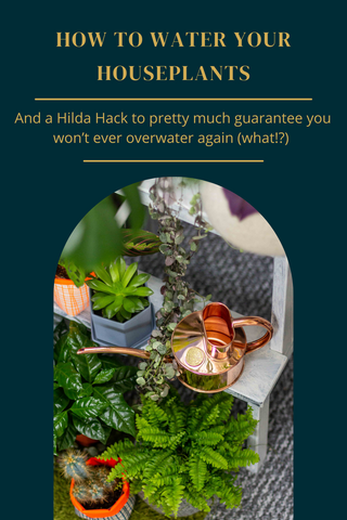 How to water your houseplants 