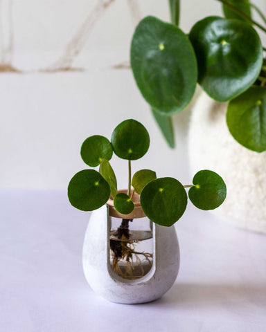 Pilea Peperomioides Propagation