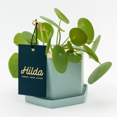 Pilea Peperomioides care guide