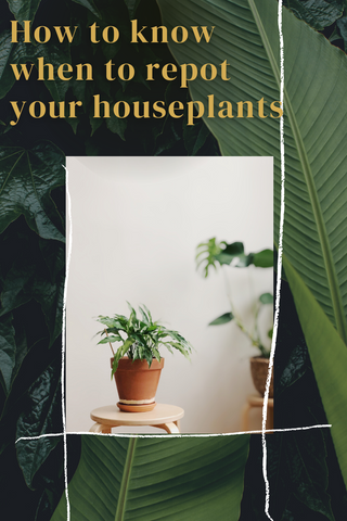 How to know when to repot your houseplant