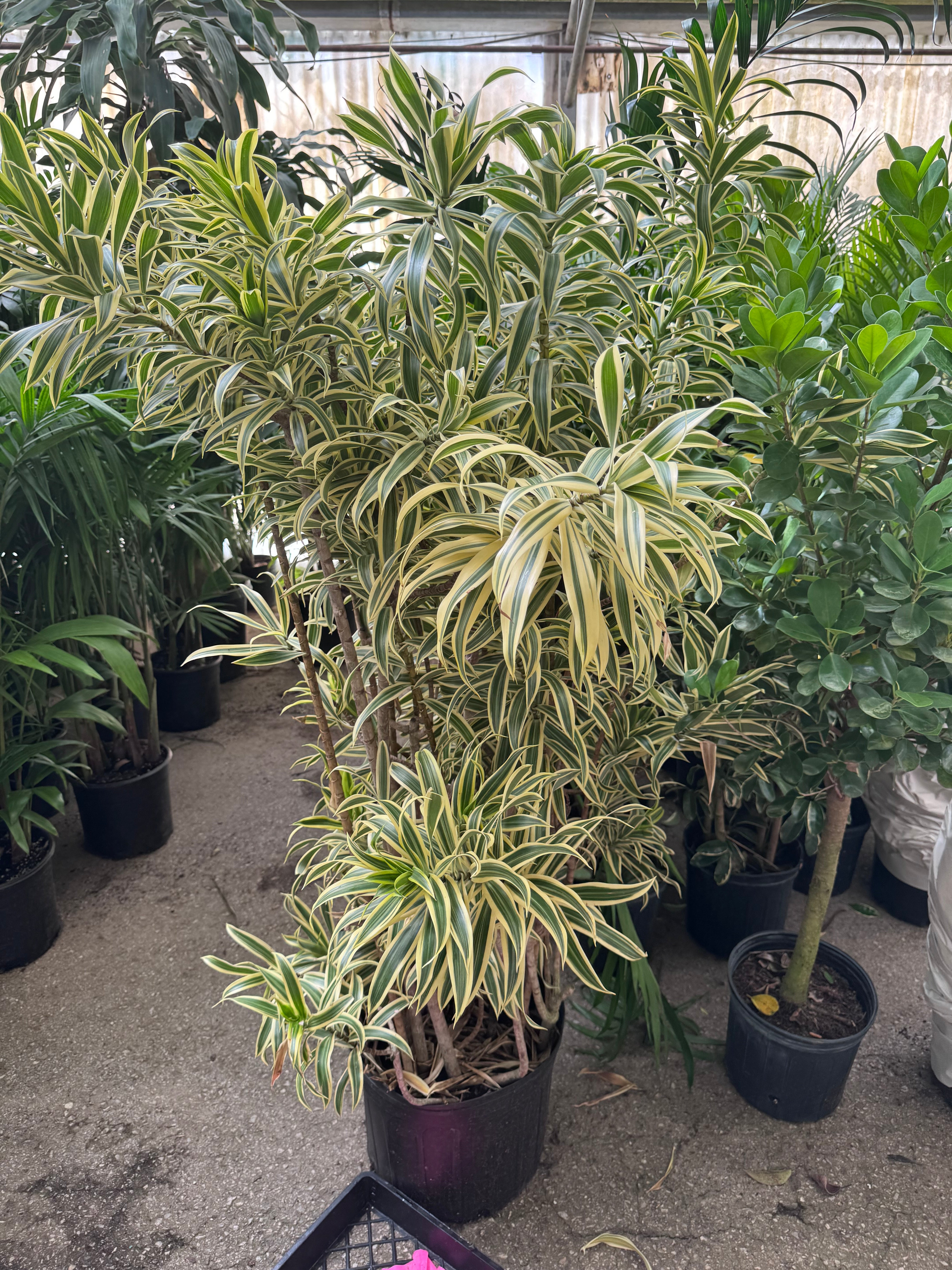 Dracaena reflexa (Song of India)