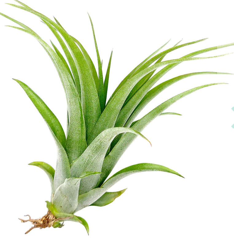 PlantFiles Pictures: Tillandsia Bromeliad Species, Air Plant, Spanish Moss  (<i>Tillandsia usneoides</i>) by Mitjo
