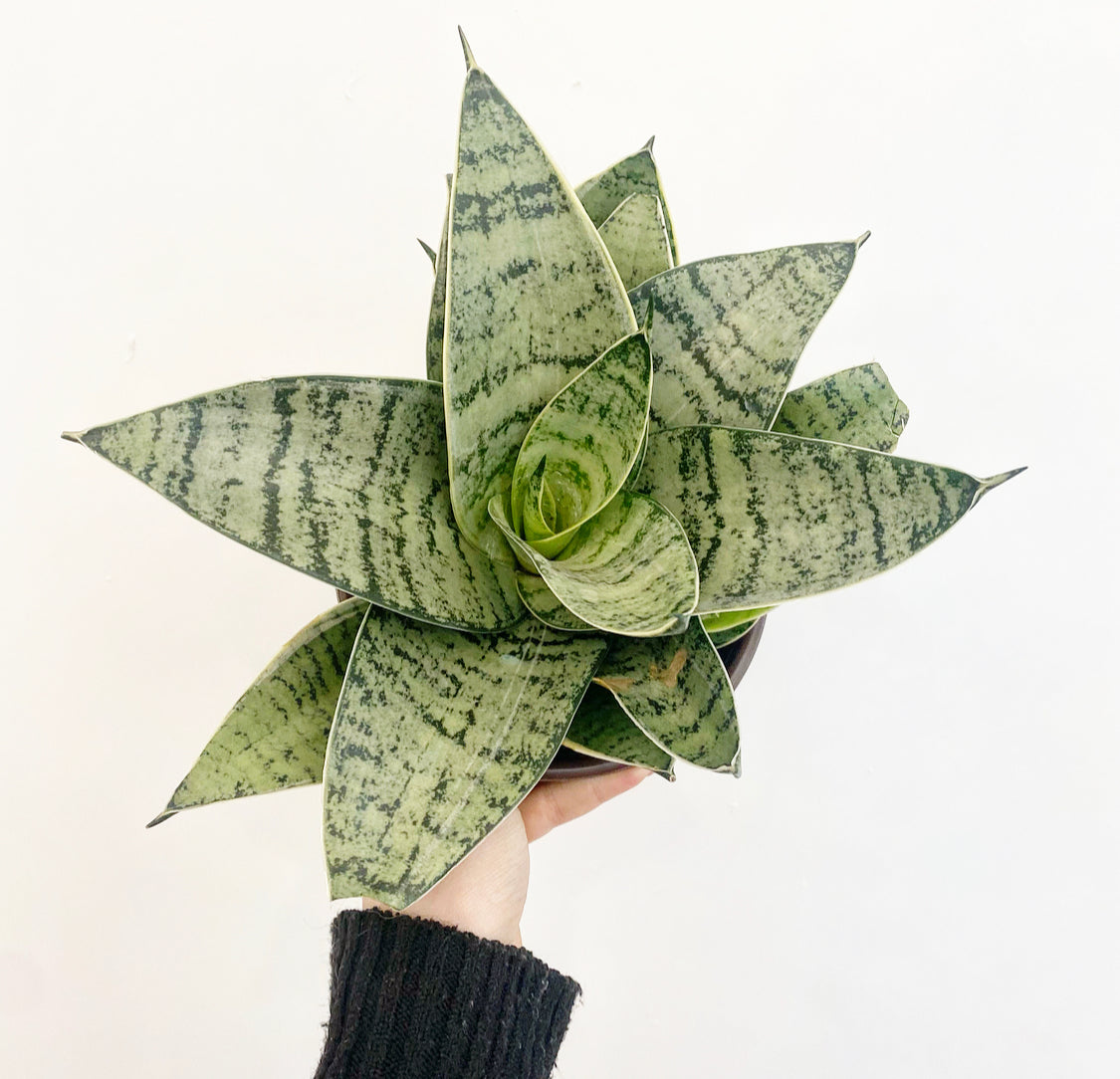 Sansevieria Star Power The Plant Lady Sf 