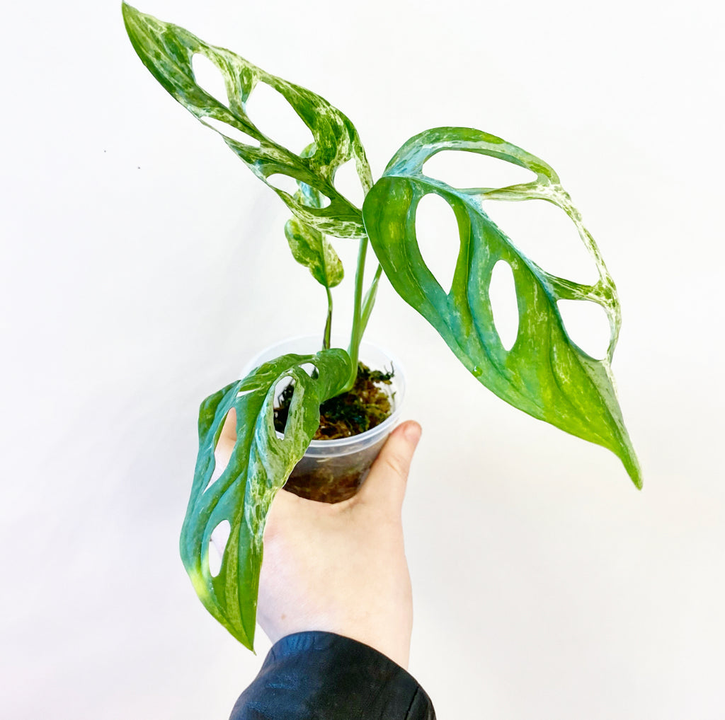 Monstera deliciosa 'Mint' (Large Form) – The Plant Lady SF