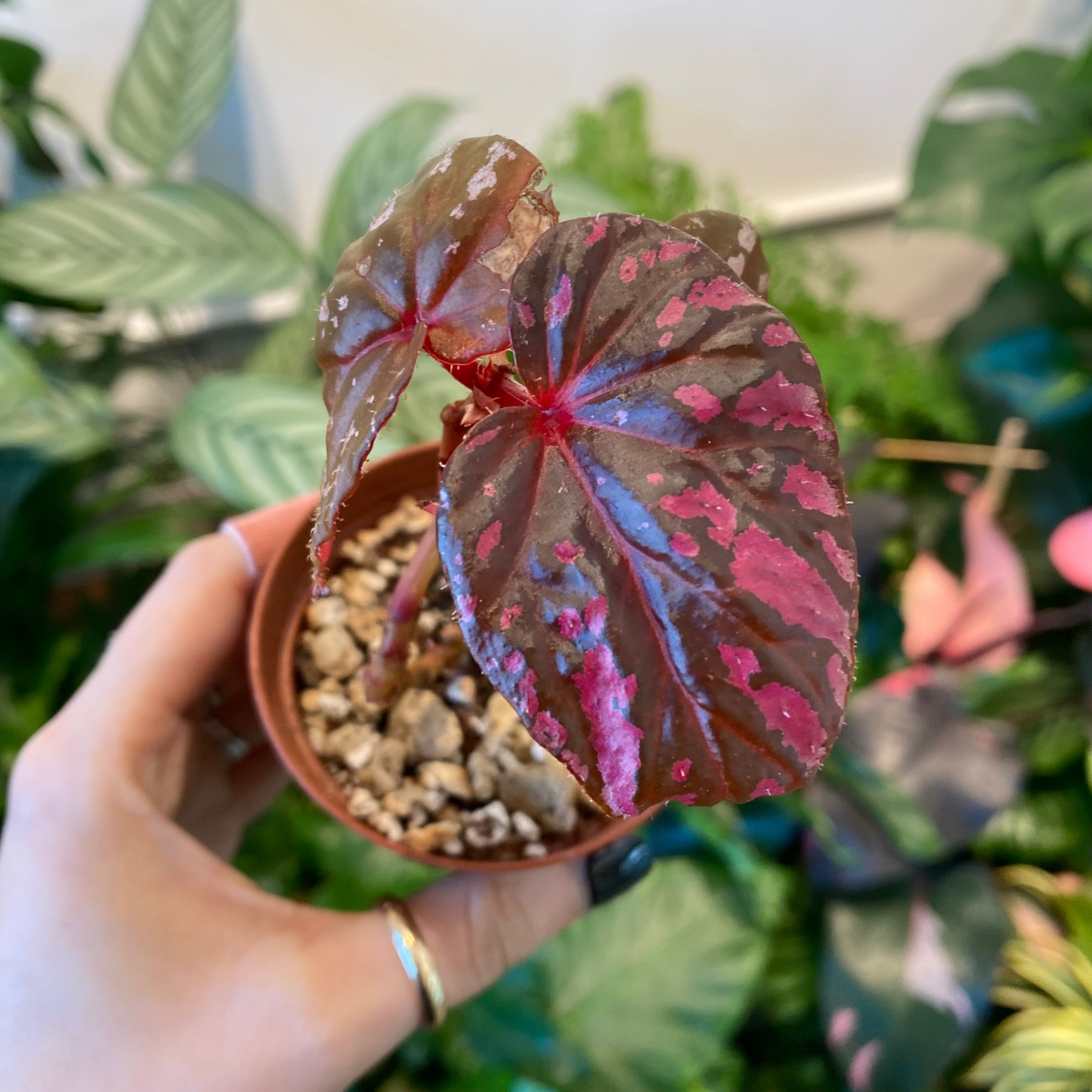 Begonia brevirimosa subsp. exotica – The Plant Lady SF