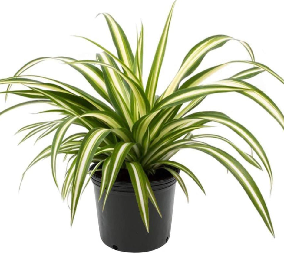 Spider Plant - Reverse Variegated – Tristar Plants