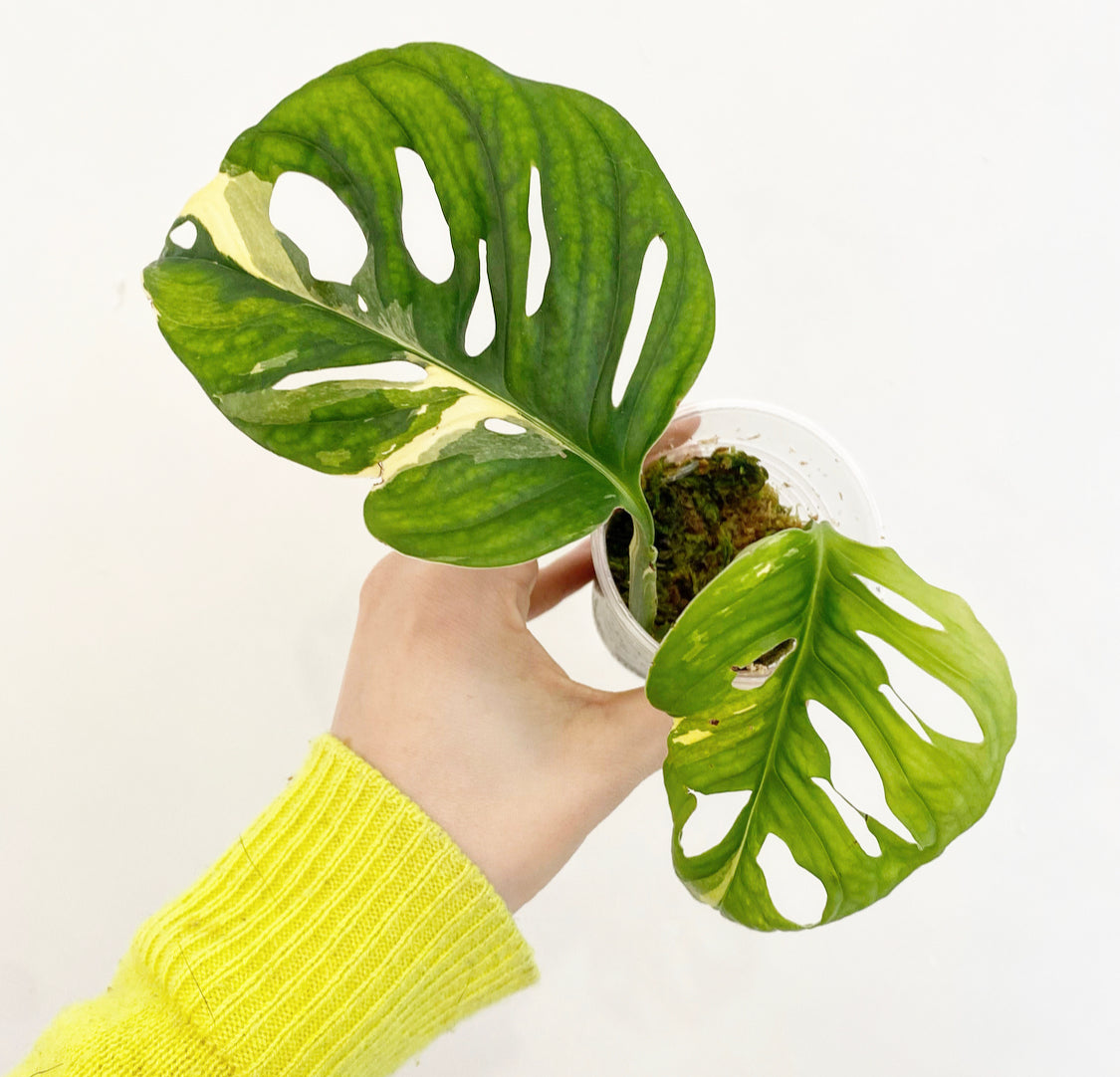 はぜひご あるめる様専用極美斑 Monstera adansonii variegata CjRi8