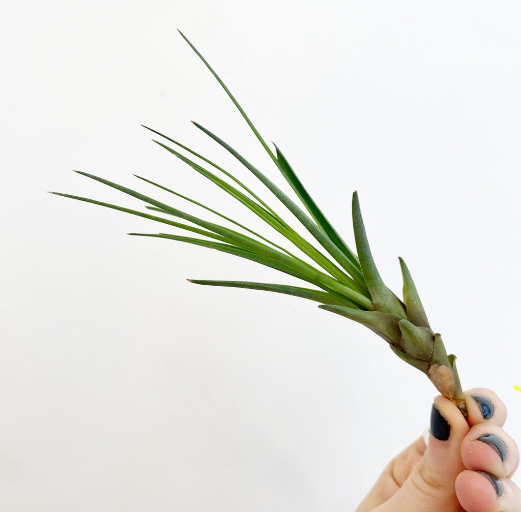 Tillandsia fuchsii var. gracilis - Binette et filles - Montréal